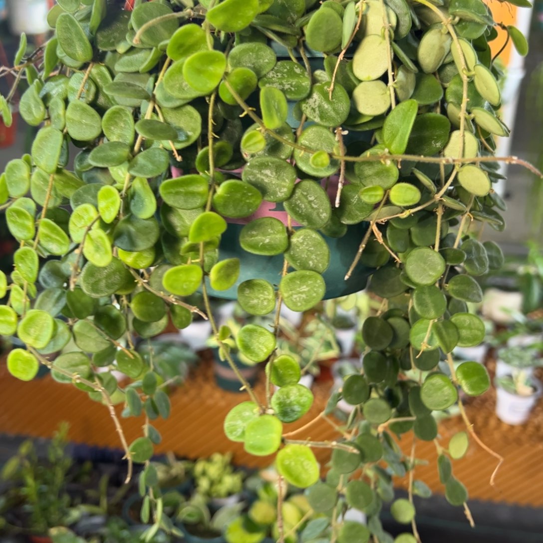 K***K无花朵原葡球兰品种