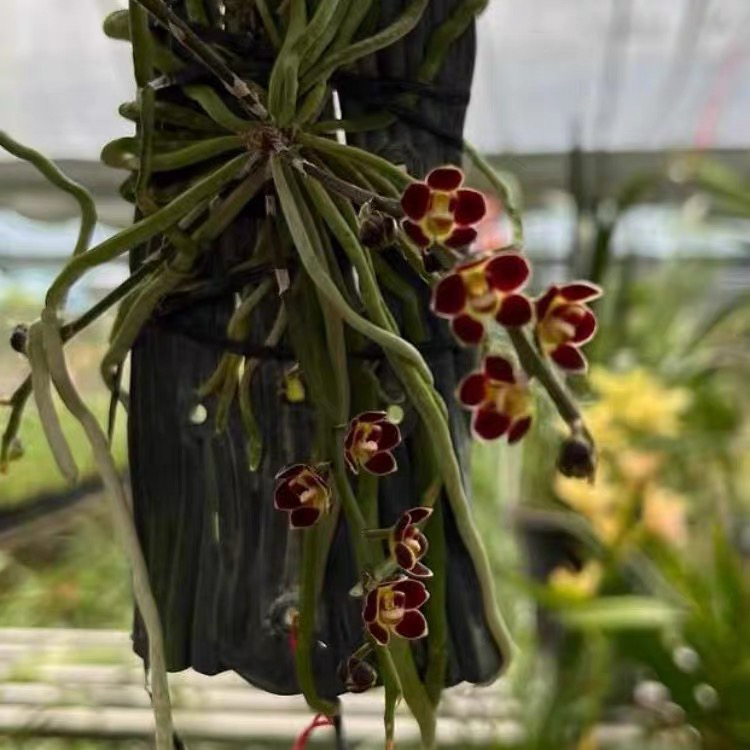 洋兰现货Chilochista lunifera 鲁尼红异形兰室内办公室花卉绿植