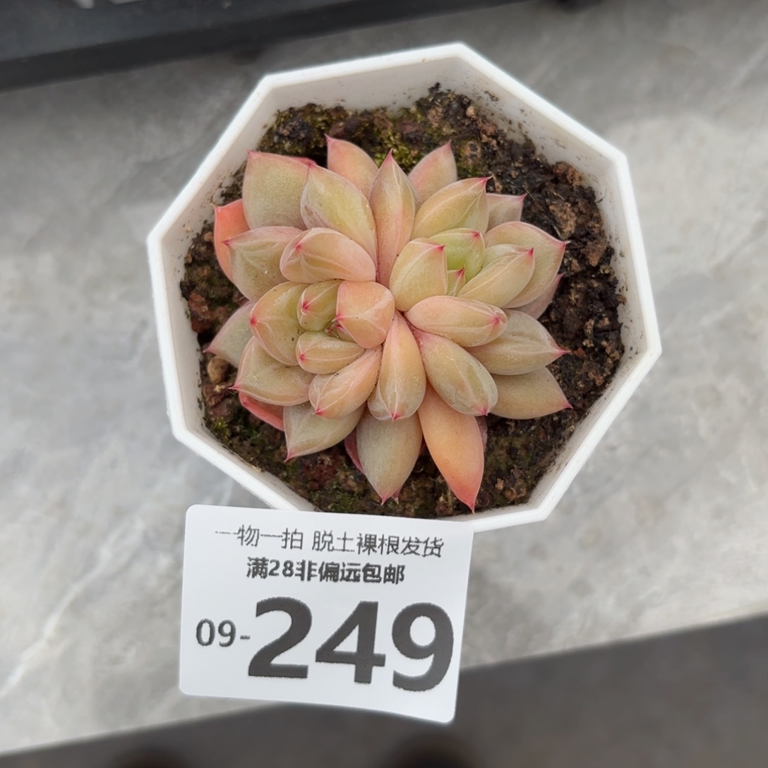 小粉象多肉多肉多肉