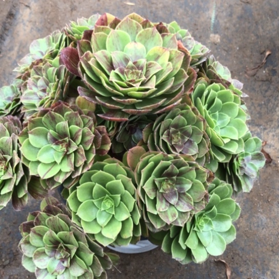 静***光无花朵花月夜法师多肉植物711号