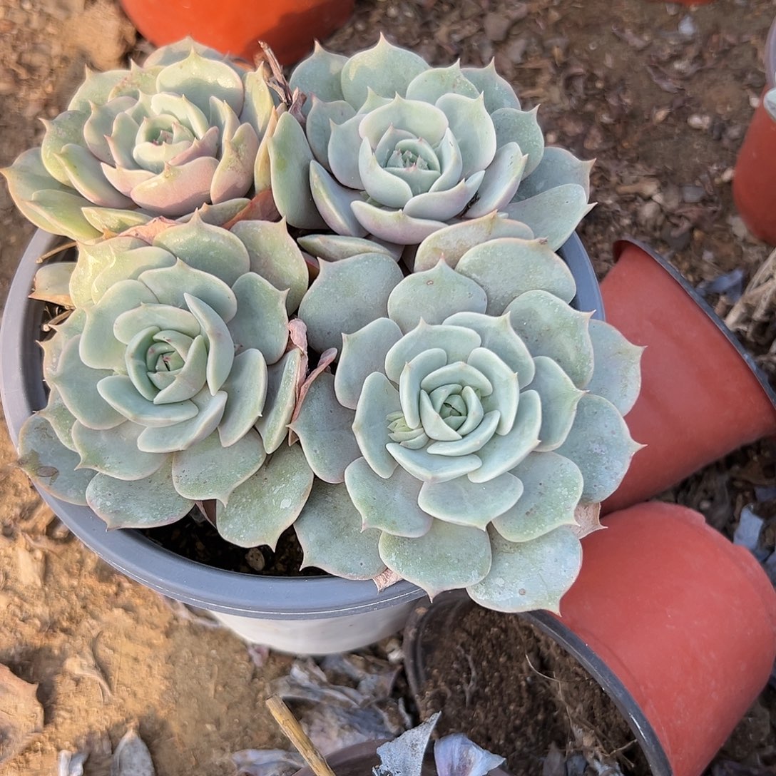 多肉植物露娜莲群