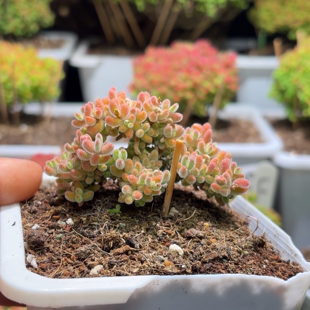 枝干番杏冰橙小树D321