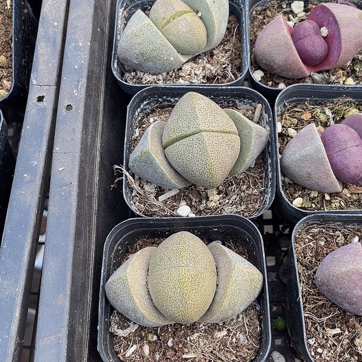 大元宝带盆土发货