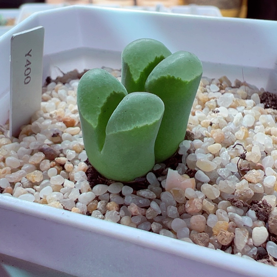 810-231多肉多肉y400