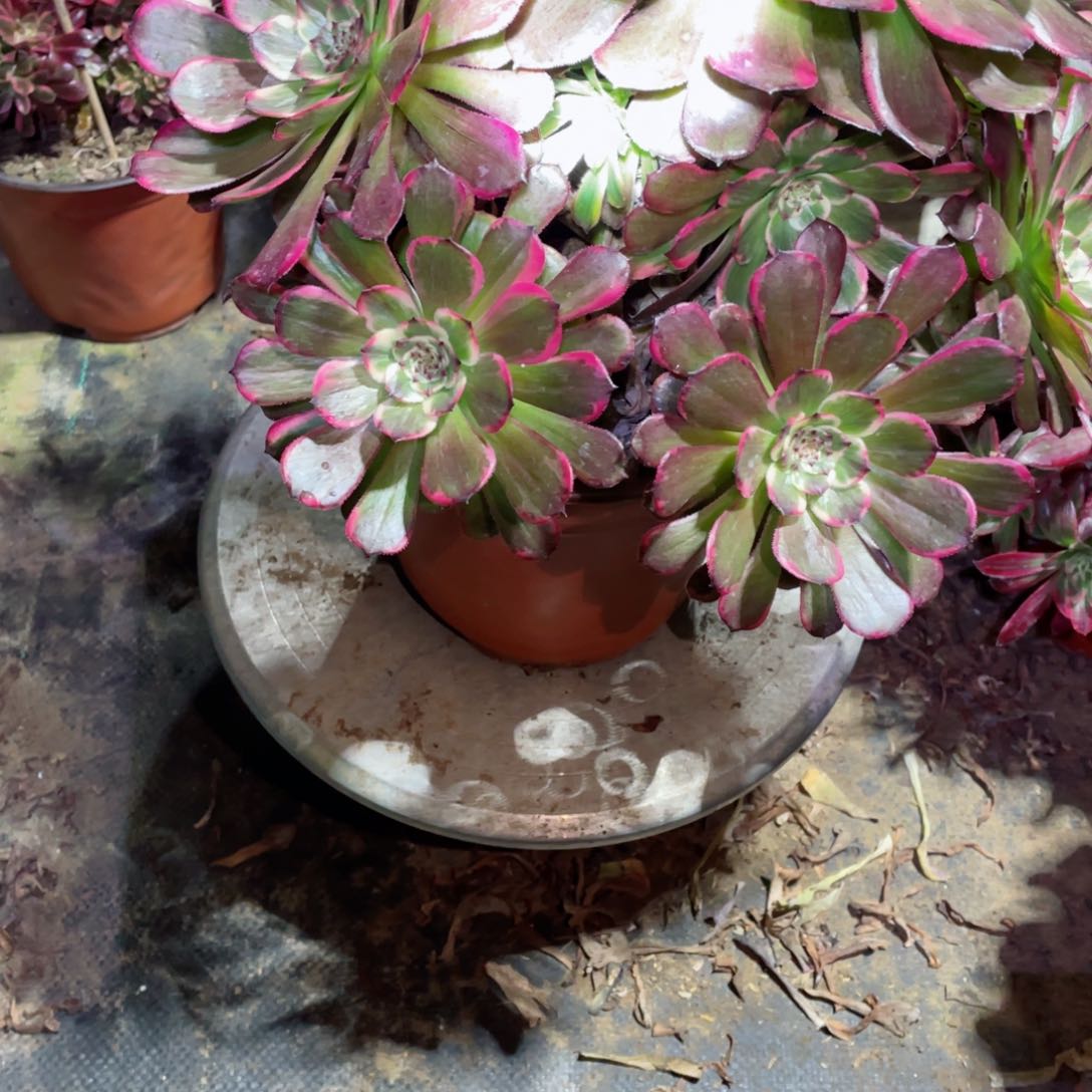 多肉植物黑金钢383