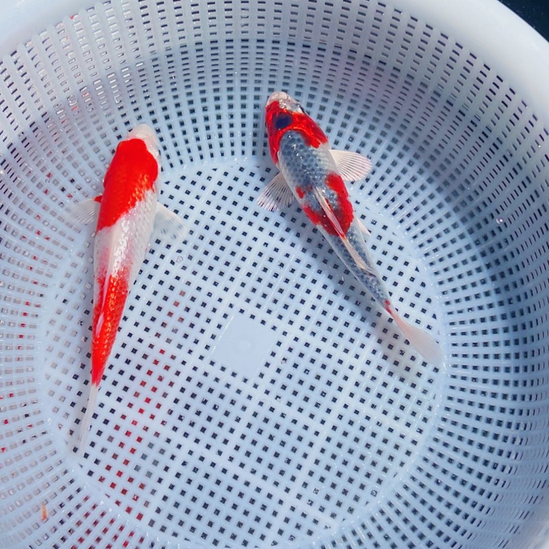 锦鲤锦鲤观赏鱼8888