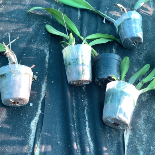 完全开放大花卡特大小3苗