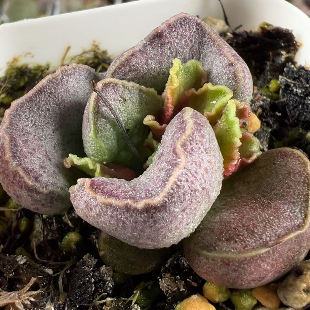 粉紫腰子花斑实生新品多肉植物水泡