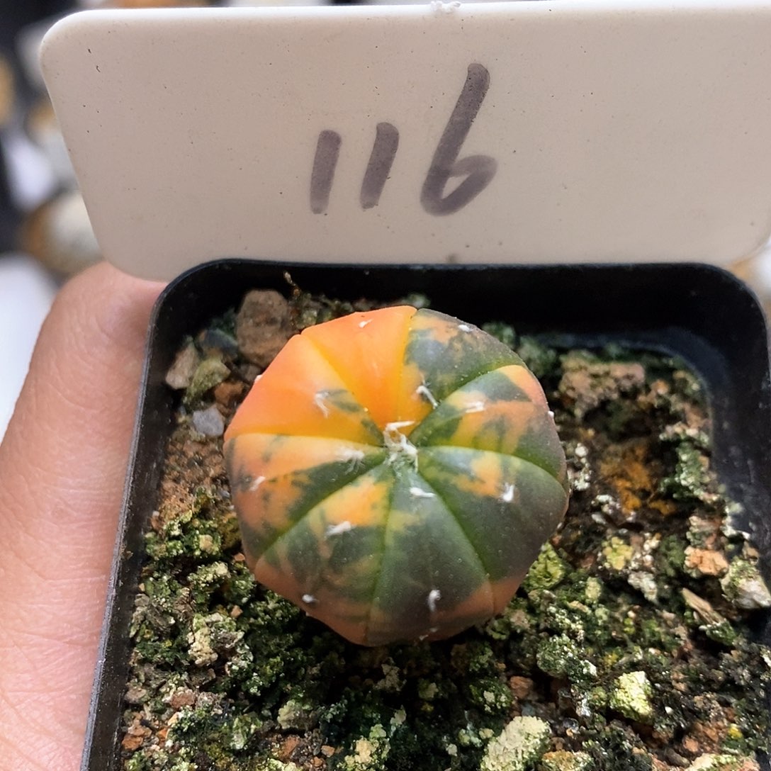 开播福利特价来了福利