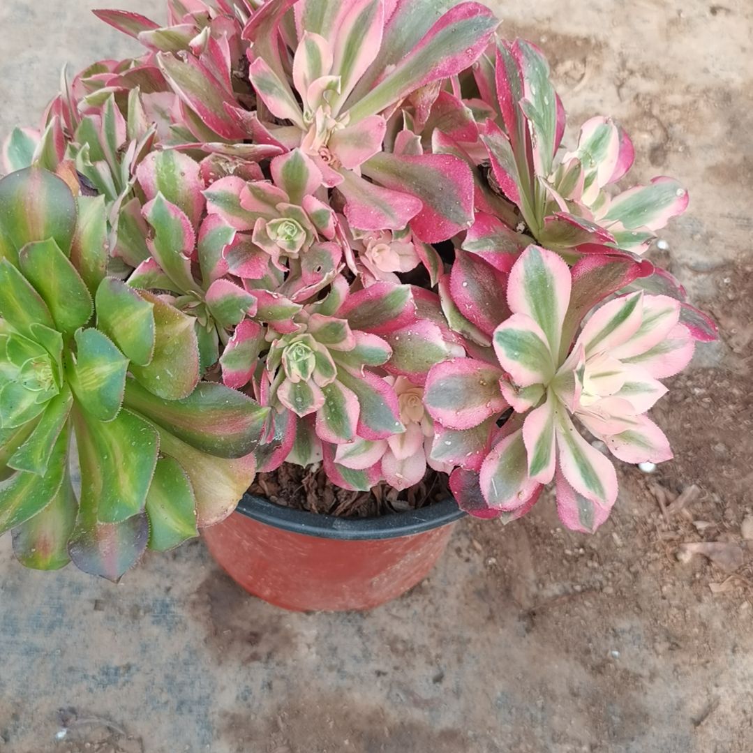 粉女巫法师多肉法师50