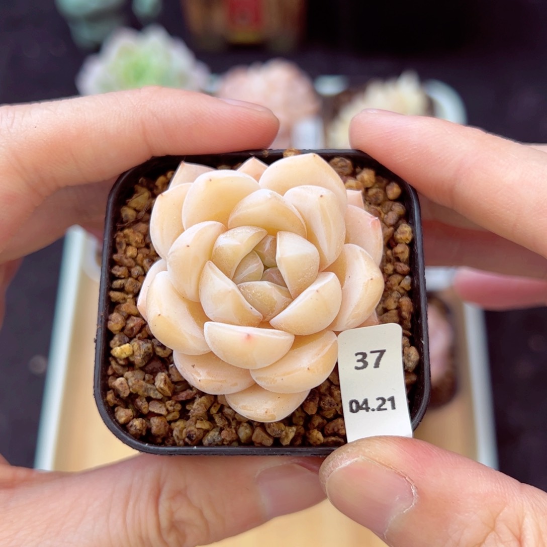 刚毅37、哈哈哈哈