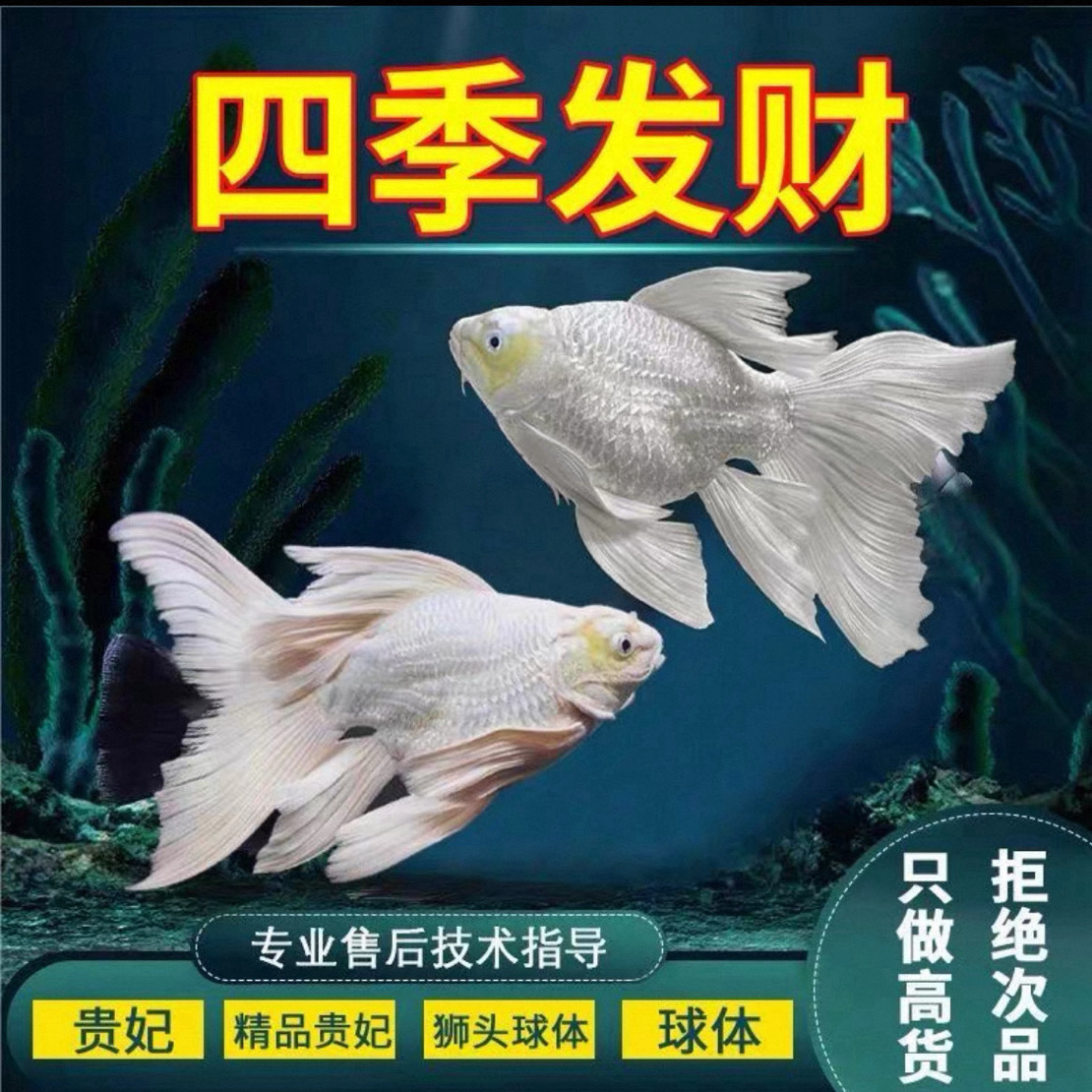 A11-13厘米纯种正宗蝴蝶鲤石膏白观赏鱼好养耐活大鳍大尾