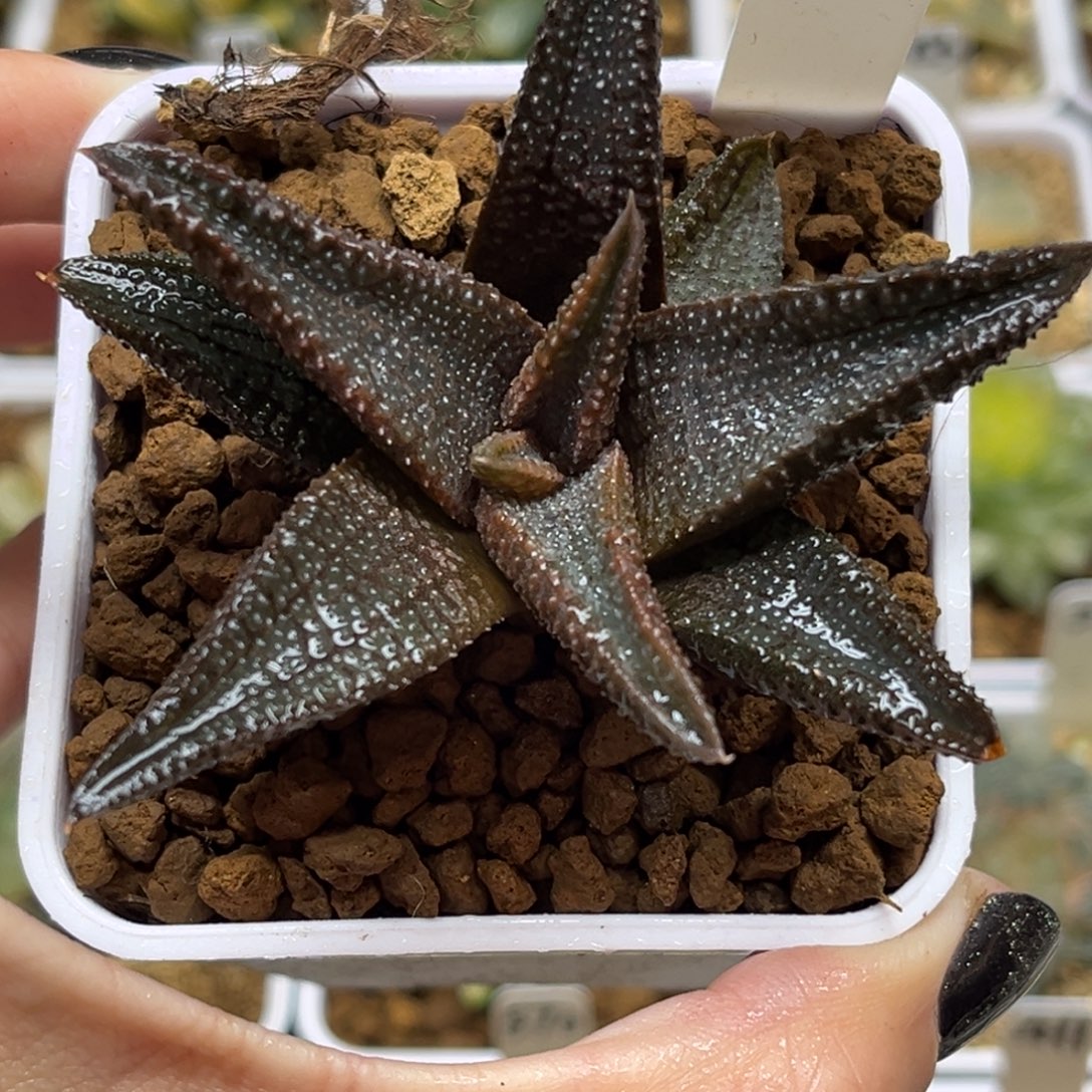 40硬叶黑王福利专场