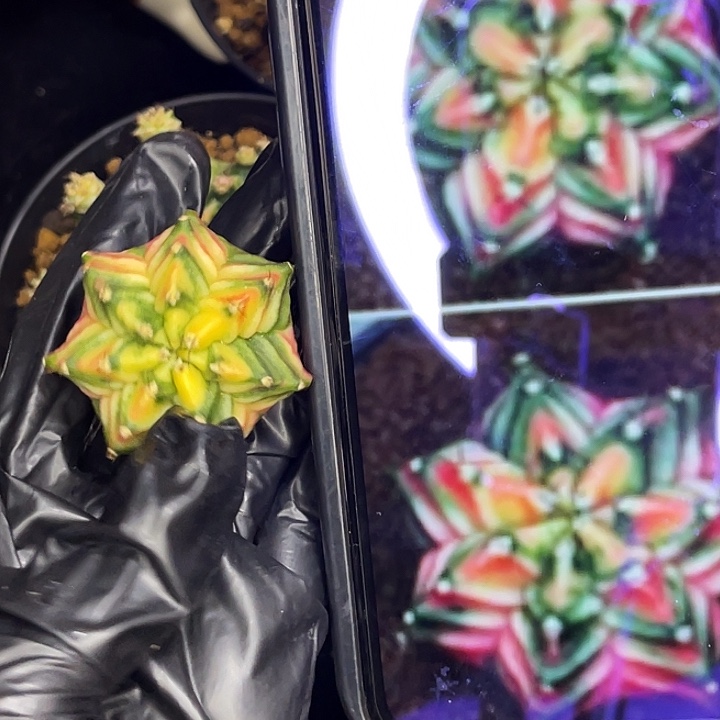 七棱 花格子 一物一拍。 