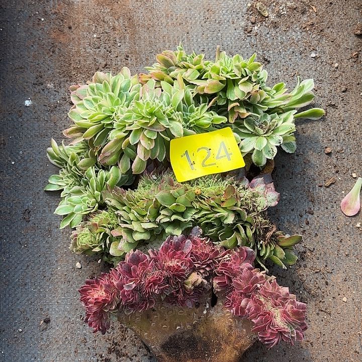 多肉植物福利124