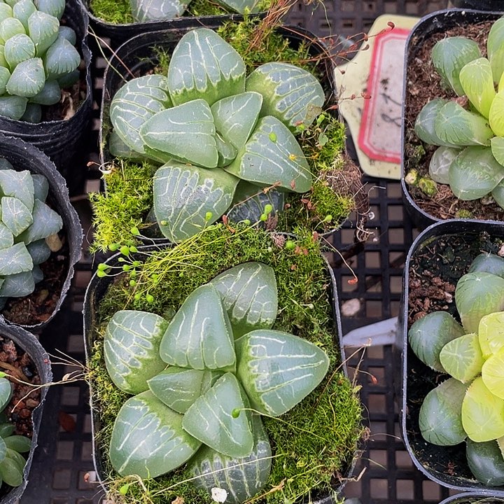 甜心玉露带盆土发