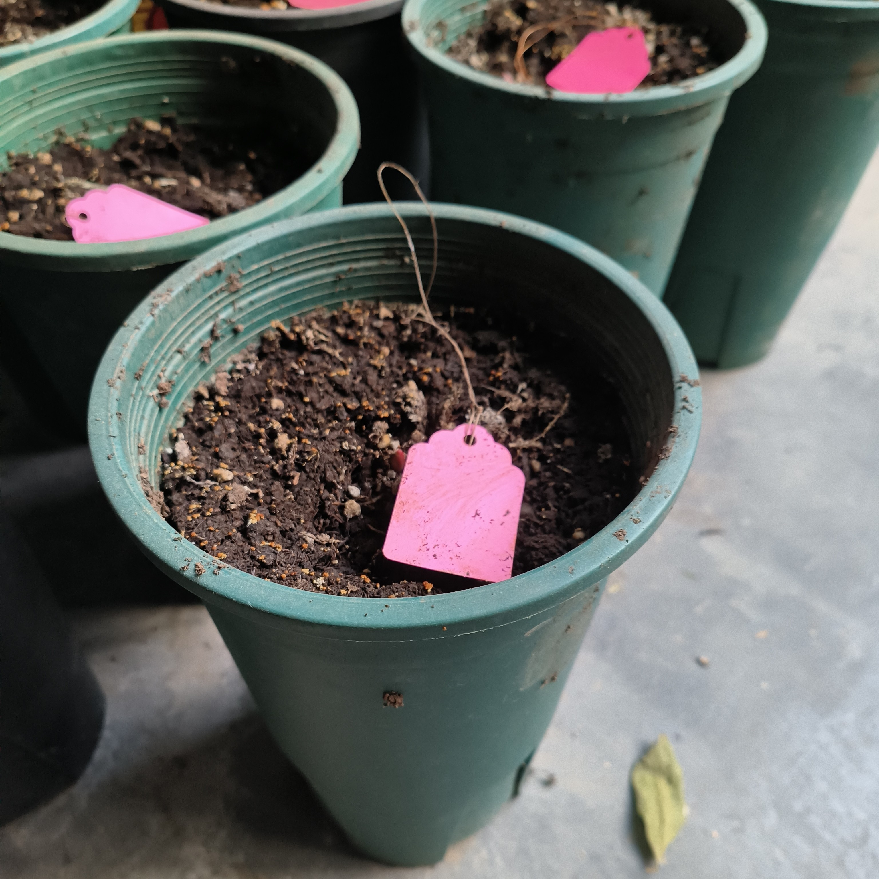 小盆观赏牡丹 带盆带土发货 芍药牡丹