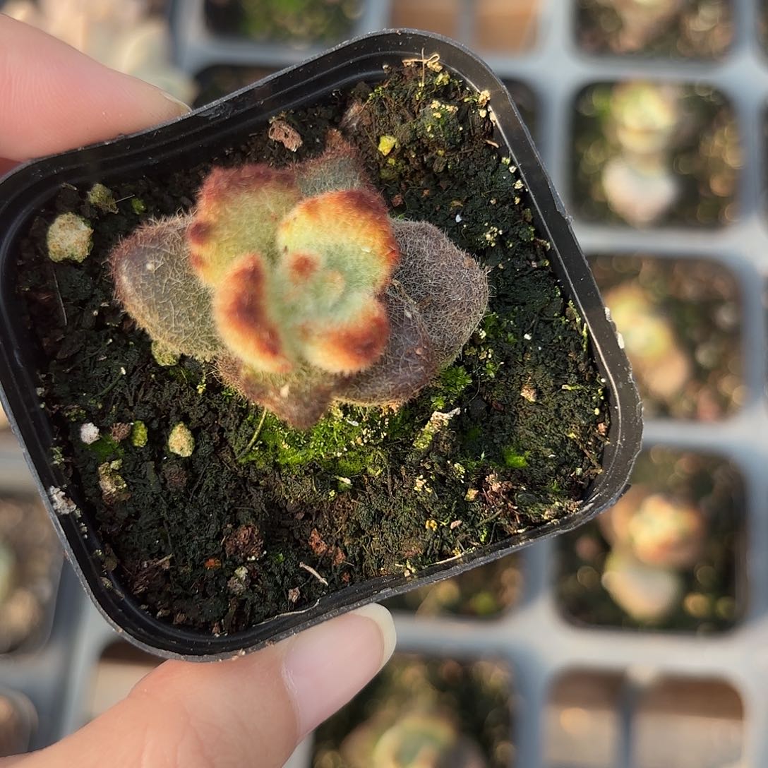 精品泰迪熊多肉植物
