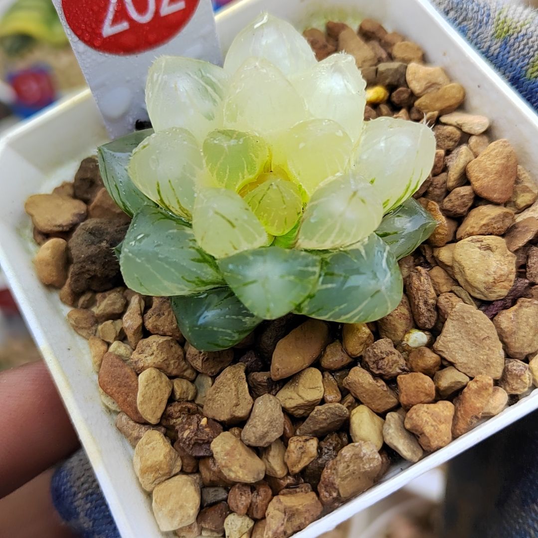 202号OM锦 4厘米左右一物一拍带盆