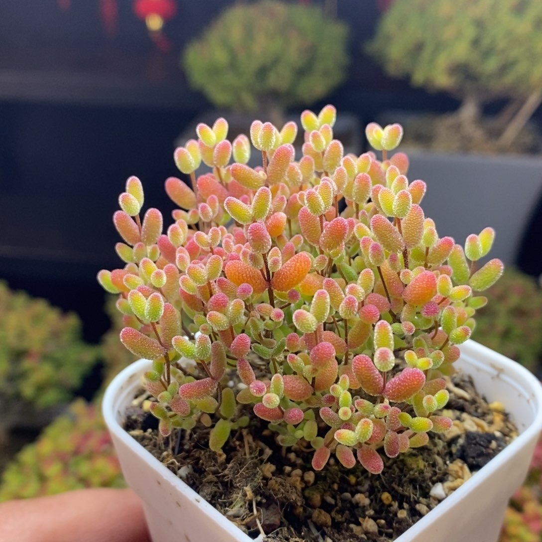 228号蜜橘糖球枝干多肉