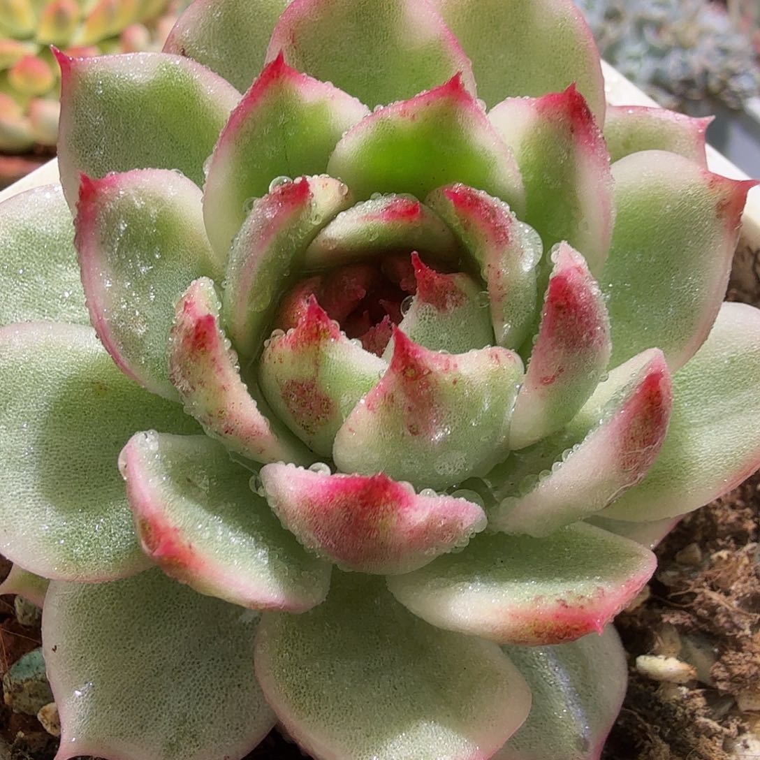 黑水晶锦，多肉植物