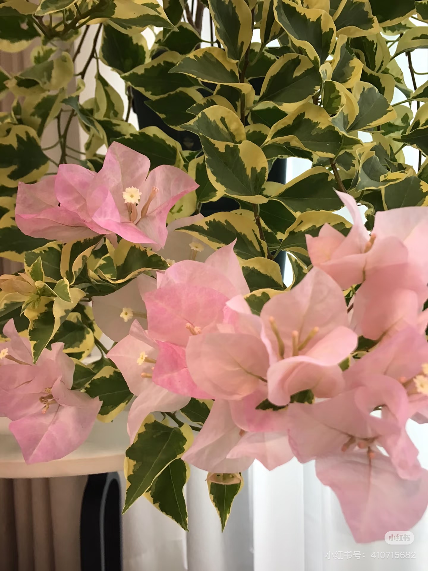 【中国丽人】三角梅盆苗