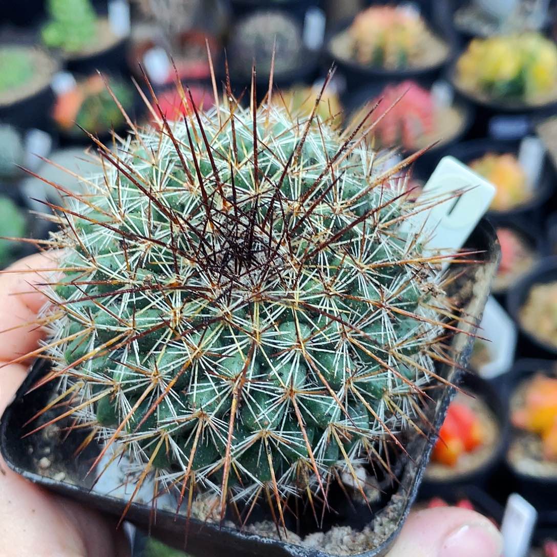 非偏远地区满25元包邮仙人球