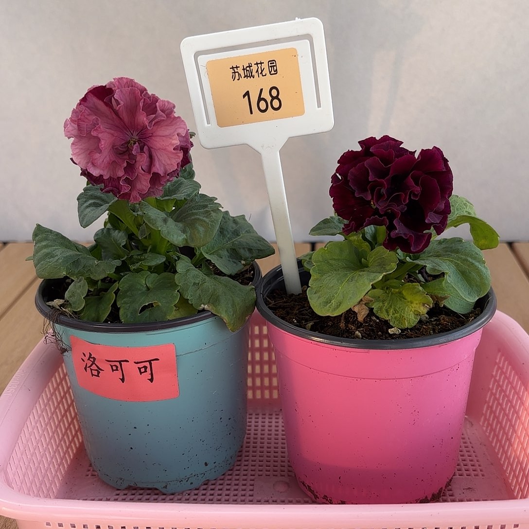 大部分开放少量花苞168