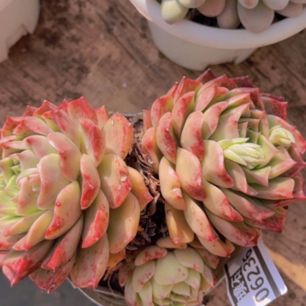 【闪购商品】莫希干人06236