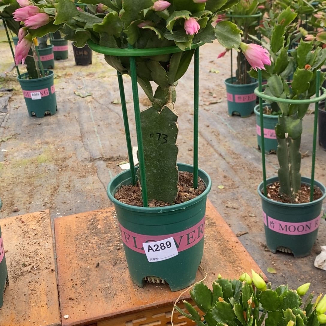 完全开放289嫁接073