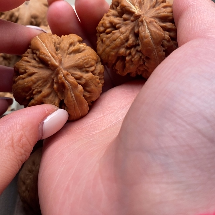 打***玩霸王龙全品无修一刀没动