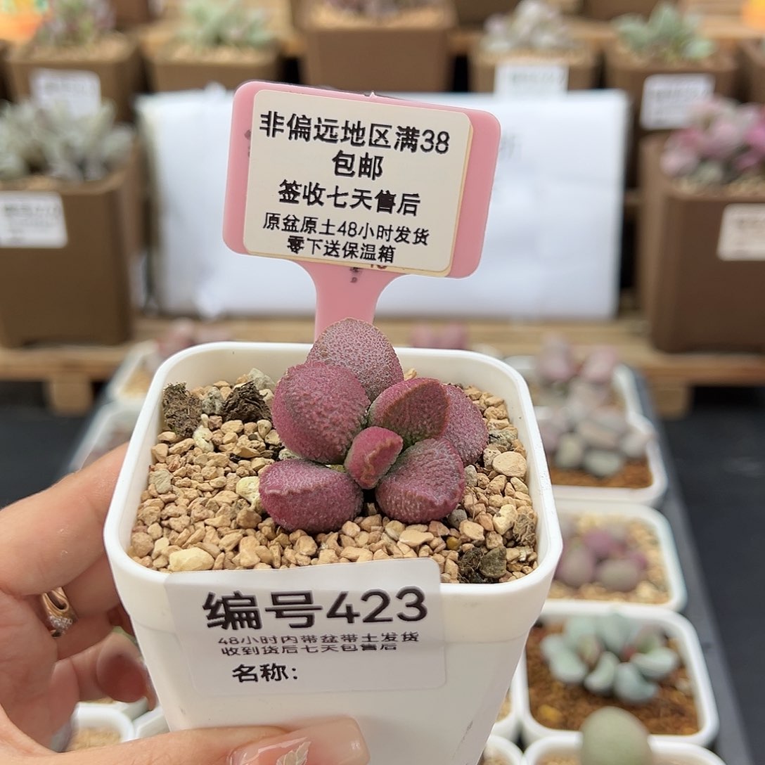 423赛猪干多肉植物