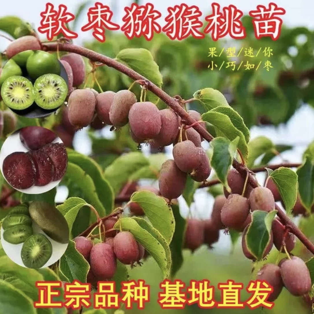 f软枣猕猴桃树果苗软枣猕猴桃树苗当年结果南北方种植嫁接果树