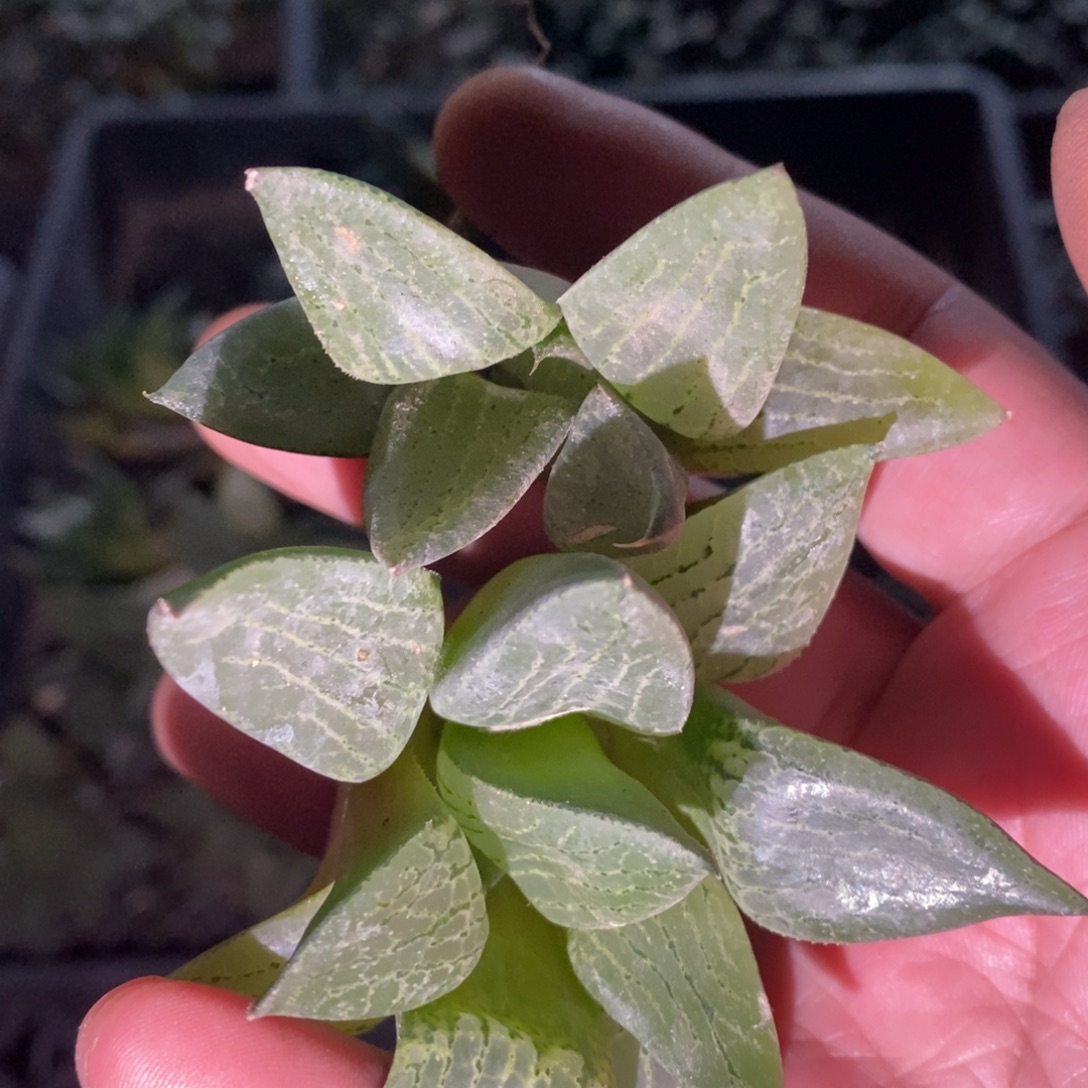 817 一颗康平寿。   