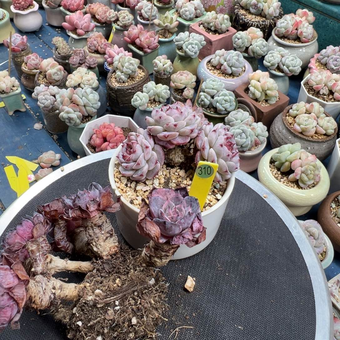 羚***主310号两颗脱土发货