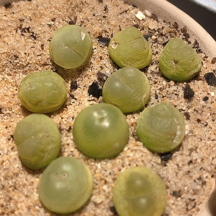 27516拉登一颗有伤