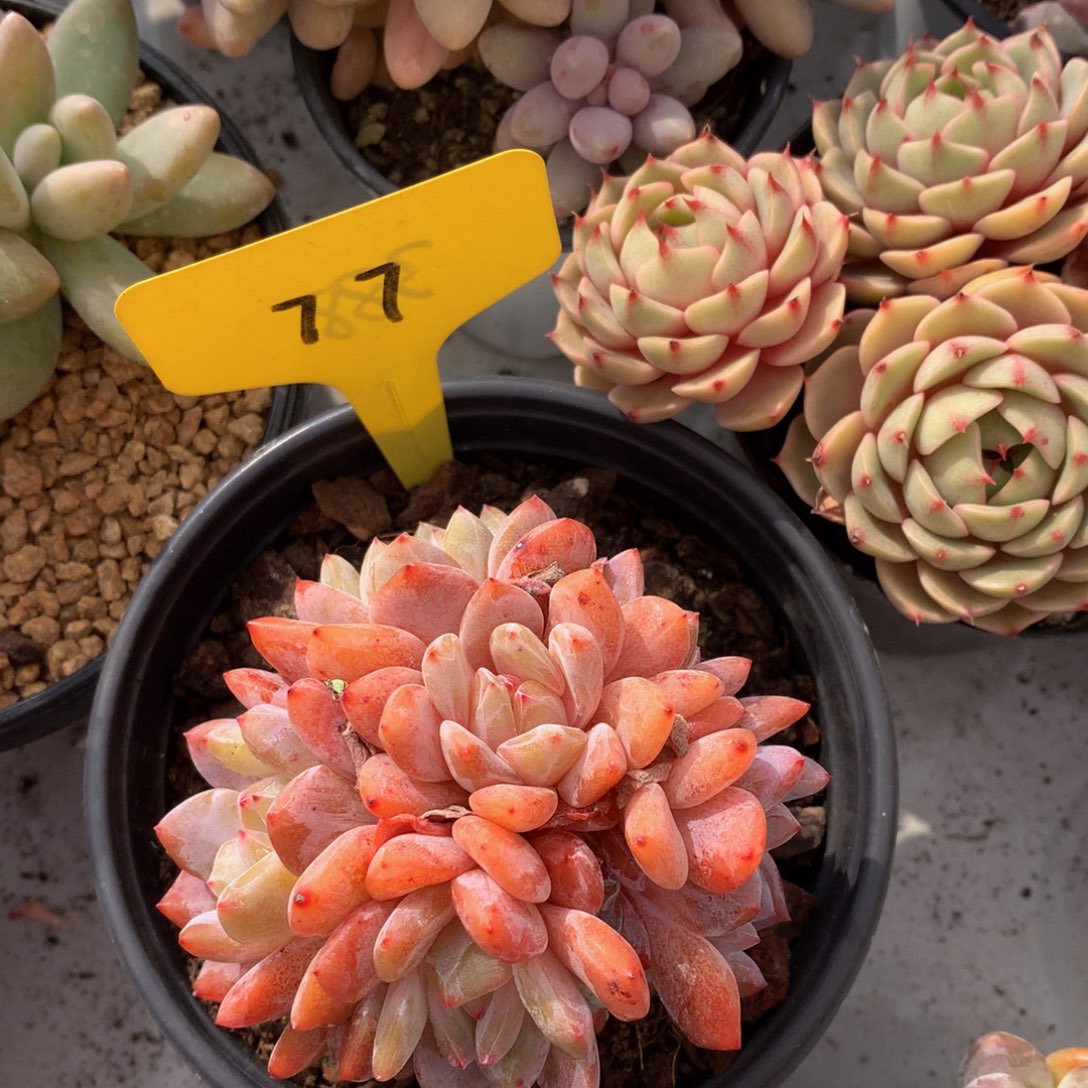 黄皮橙子72677227727727