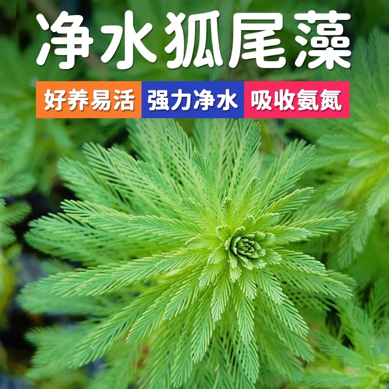 狐尾藻水草净水植物沼泽过滤大聚藻水陆缸养龟鳖净化水质鱼缸造景