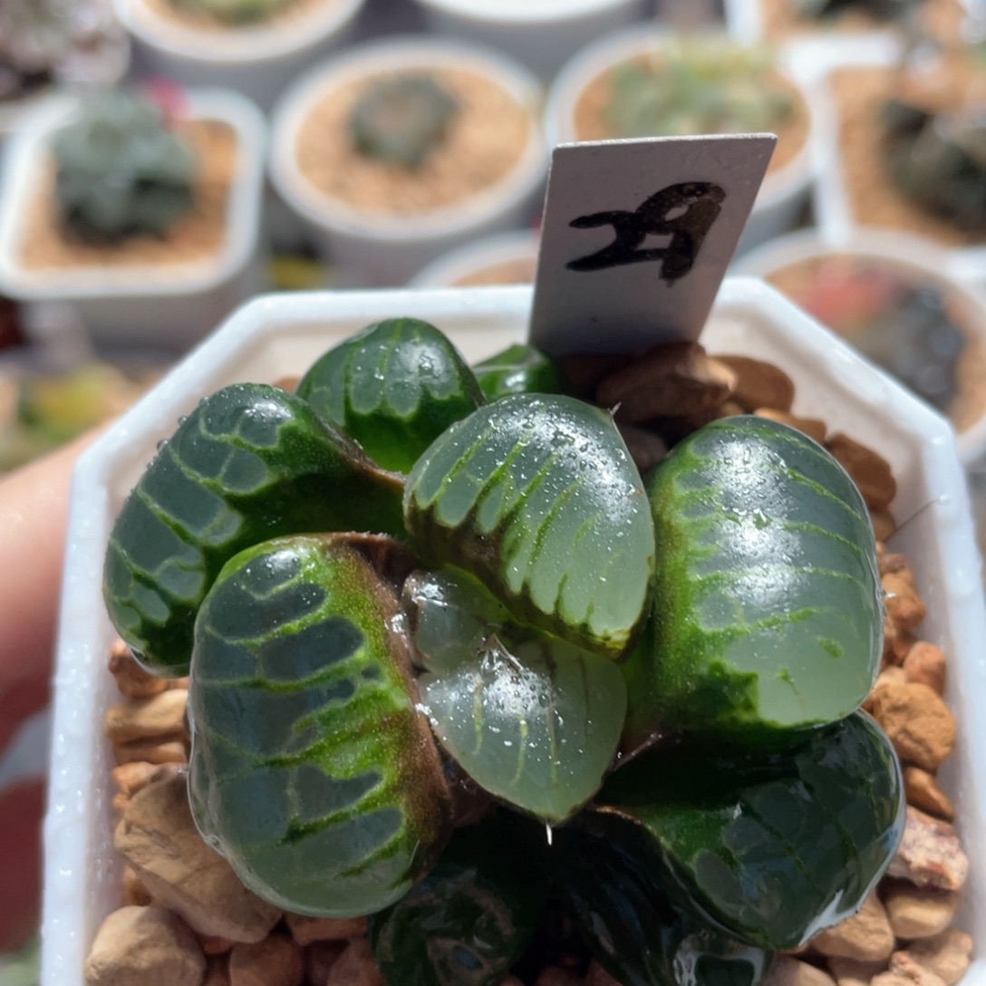 29水晶葡萄克。     