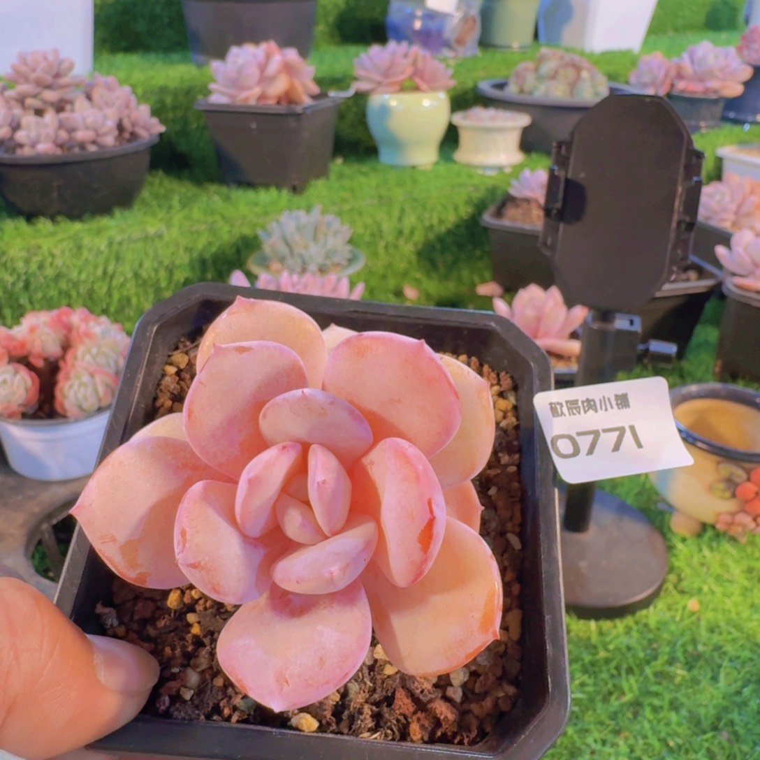 多肉植物奶茶单头0771