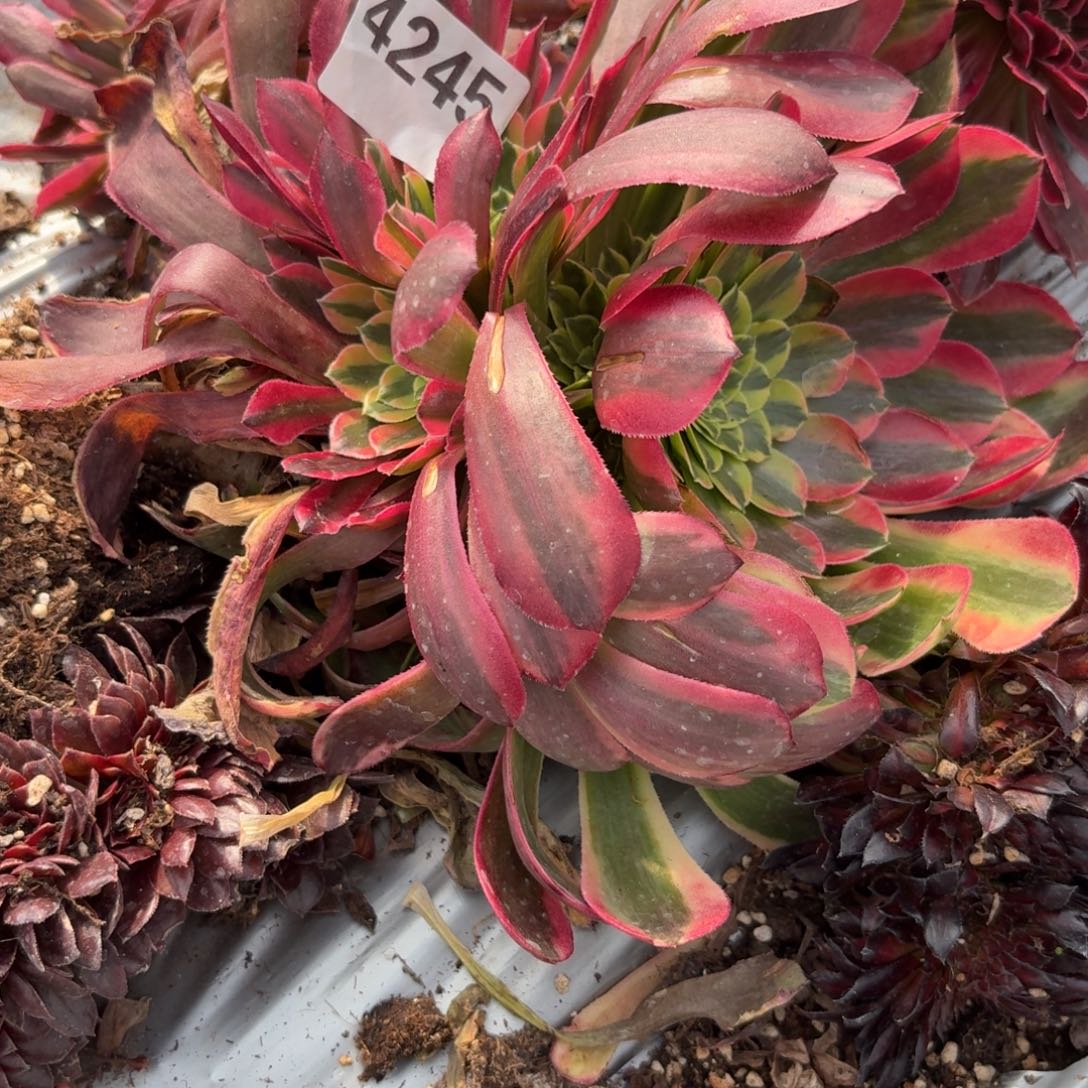 好4245 号法师多肉植物特价