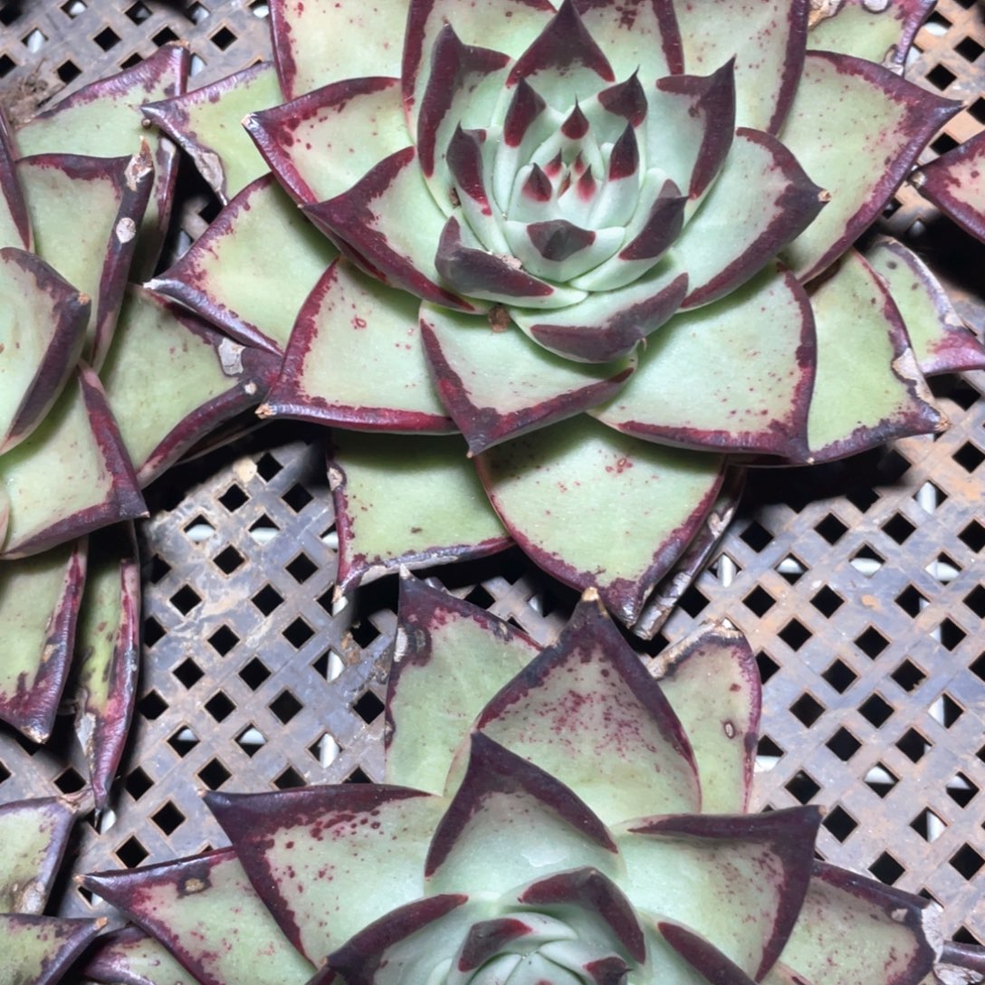 一筐特价福利不售后乌木中少根无根有伤福利0218