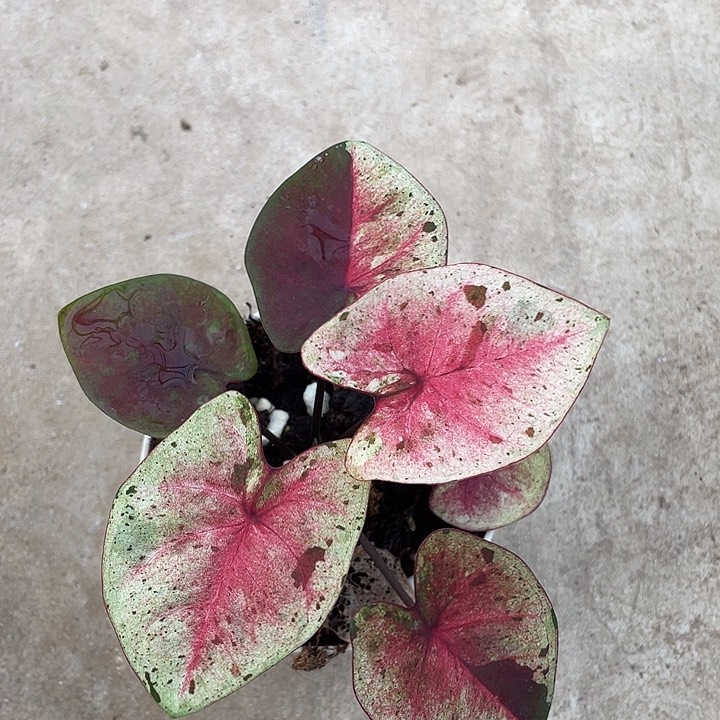 无花朵养定达摩小仔