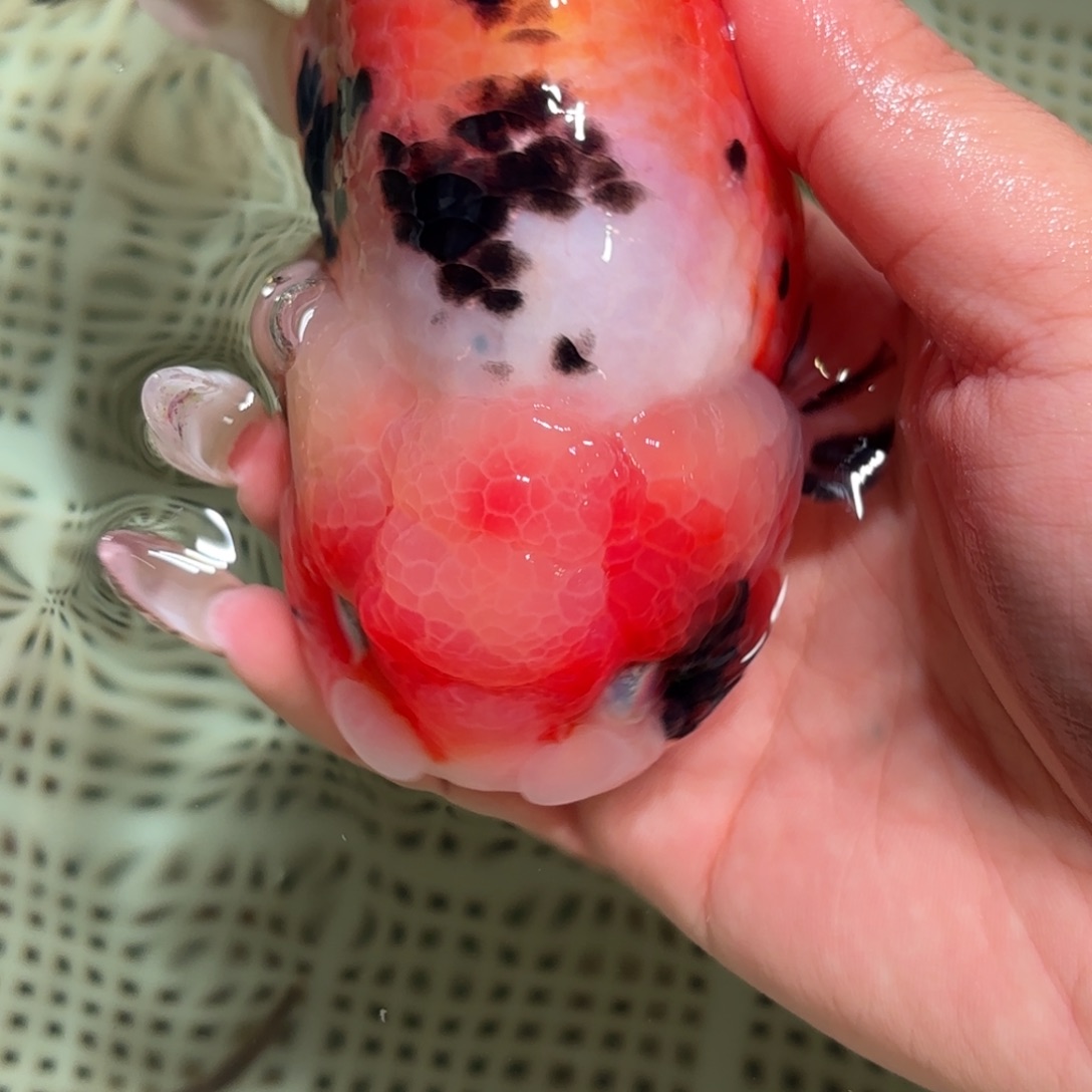 梵***牌金鱼拍包装包邮，不拍包装运费到付