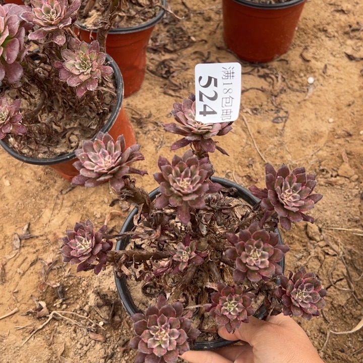 524紫霞绣球2号棚