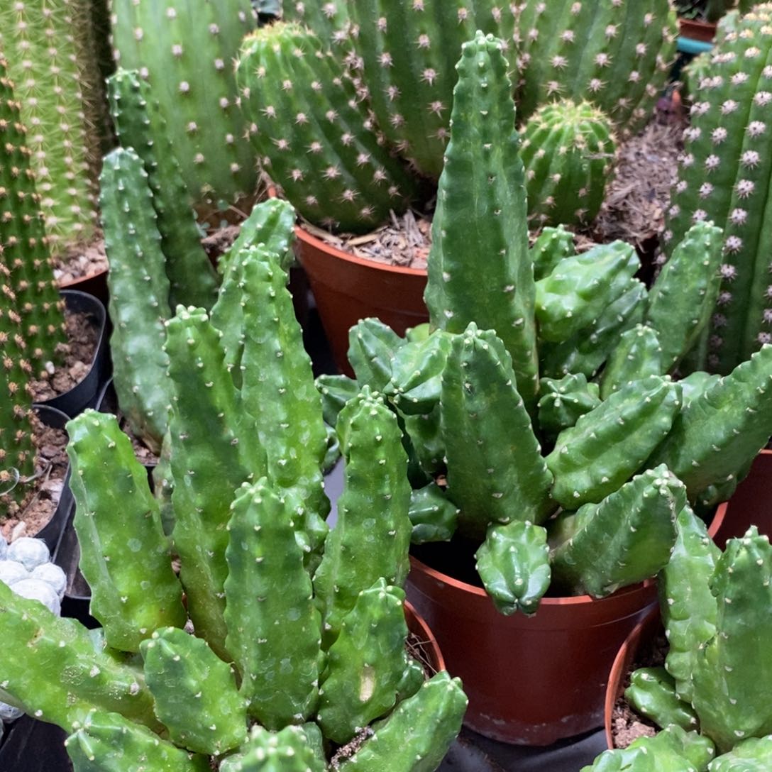 群生多头桃太郎一杯