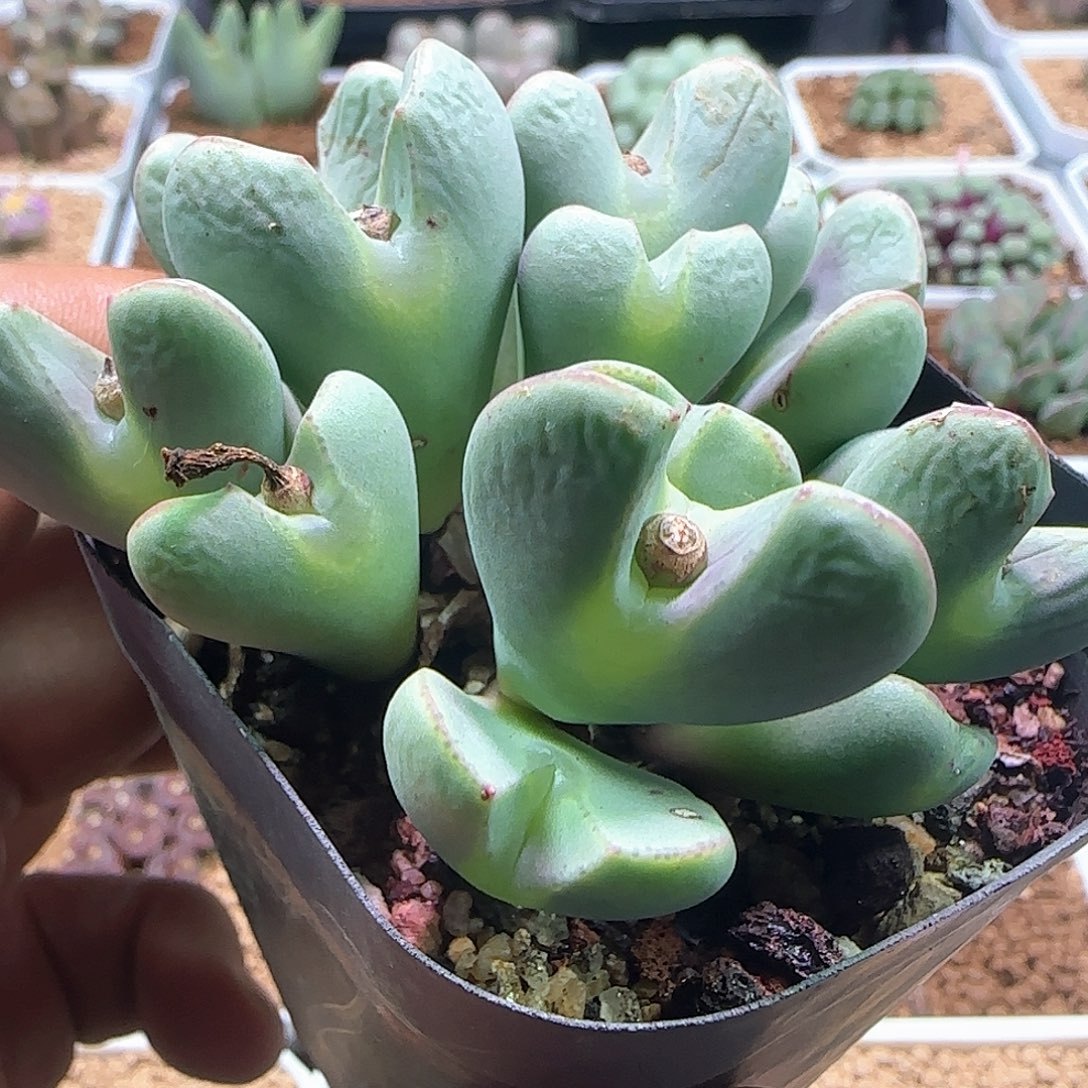 爱心少将大眼睛623