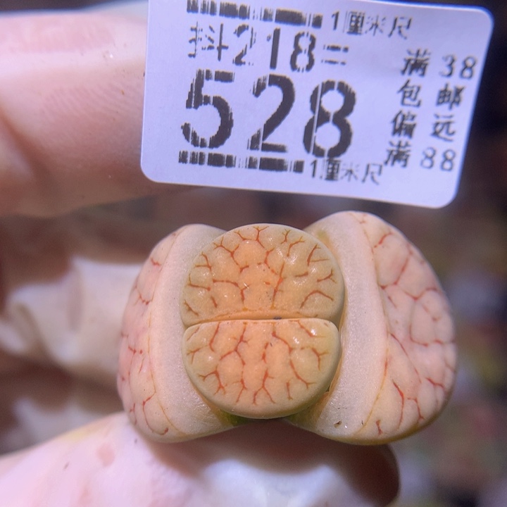 精品生石花218.528