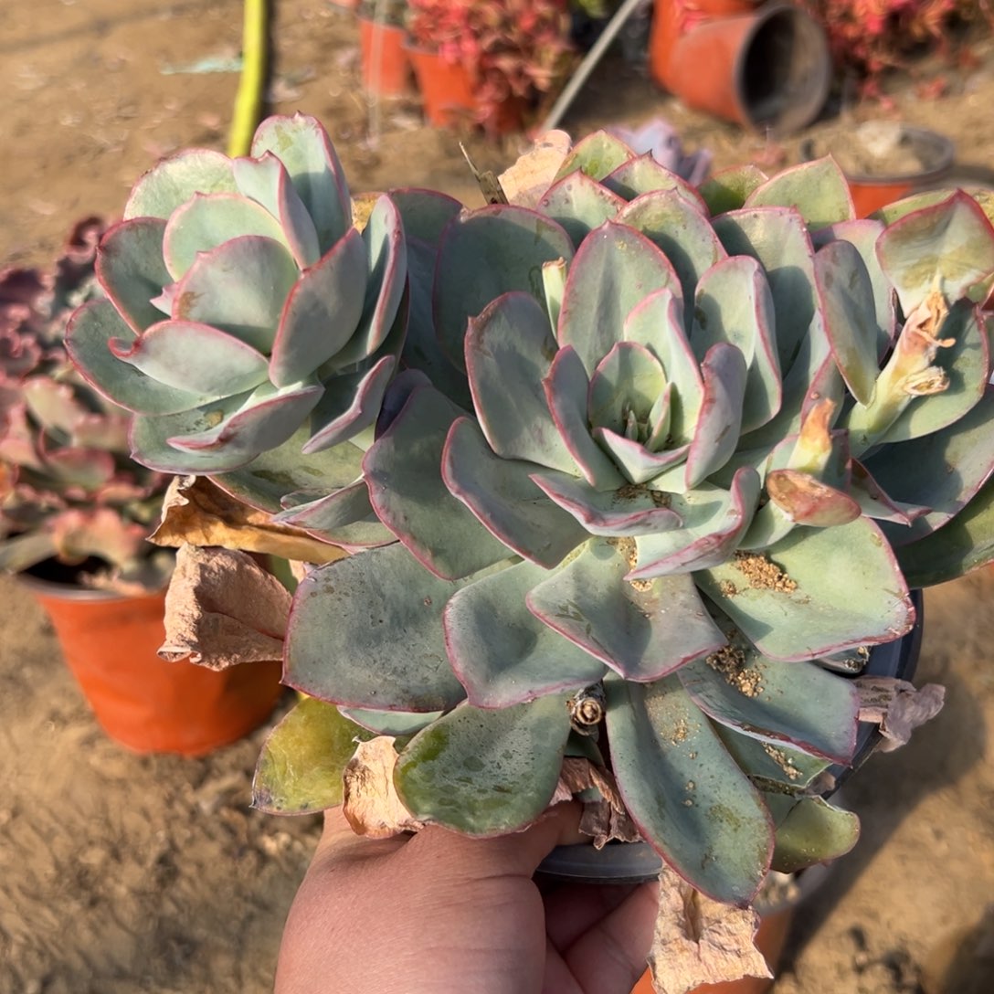 多肉植物多肉植物