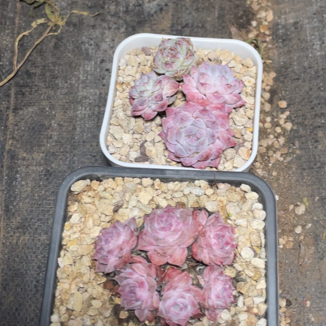 安***儿多肉两个寄养宝贝专拍